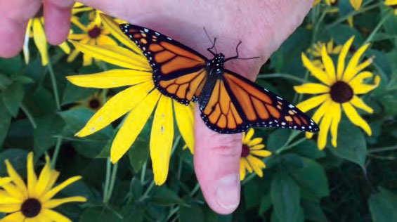 Iowa Monarch Conservation Consortium