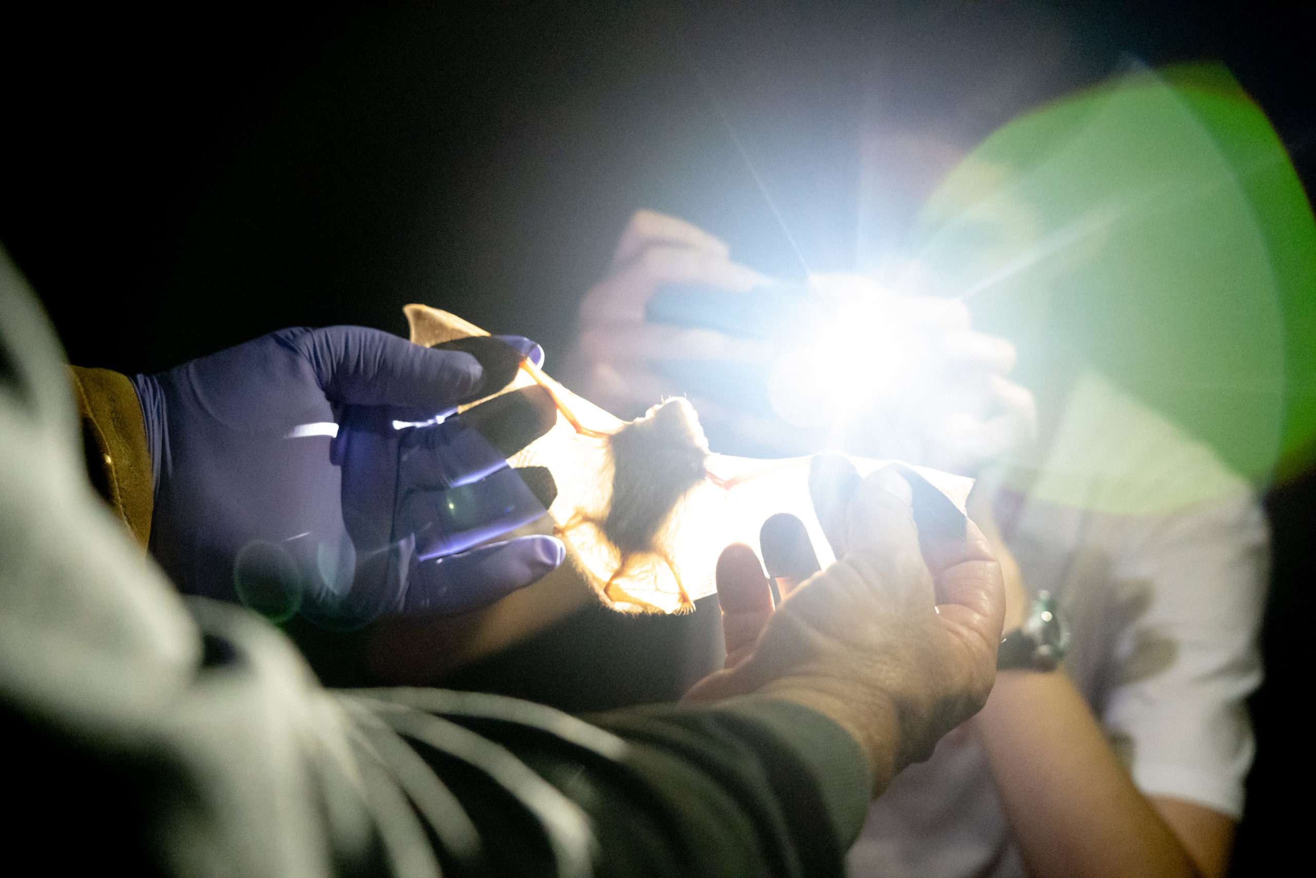 Professor of Biology Russ Benedict holds up a bat for students to examine.