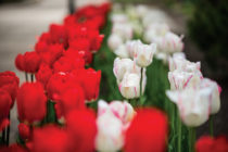 Red and white tulips on Central's campus.